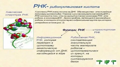 Транспортную функцию в организме выполняют молекулы