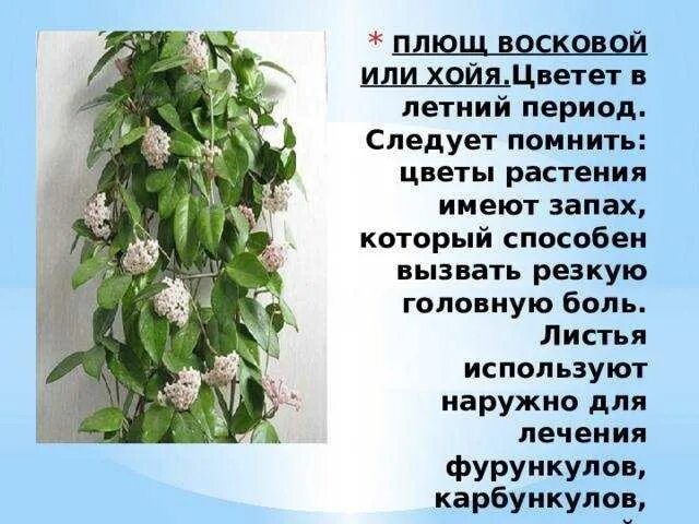 Плющ Хойя. Восковой плющ. Растение восковой плющ. Цветок Хойя восковой плющ. Плющ приметы