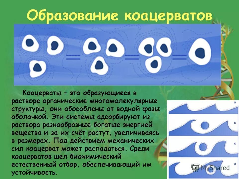 Образование коацерватов. Процесс образования коацерватов. Коацервация это биология. Образование коацерватов в воде