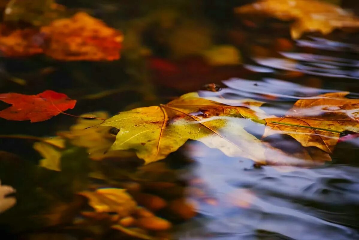Осенние лужи. Осенние листья на воде. Осень лужи. Листья в луже. Осенним вечером случилось мне плыть