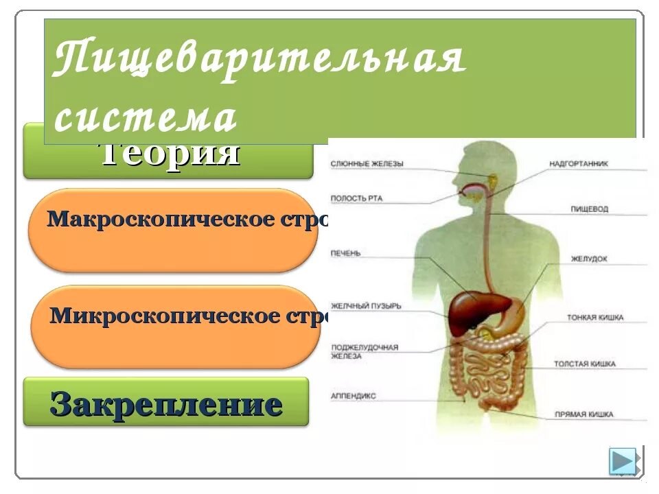 Система органов пищеварения биология 8. Пищеварение и пищеварительная система презентация. Биология тема пищеварительная система. Органы пищеварительной системы человека 8 класс биология.