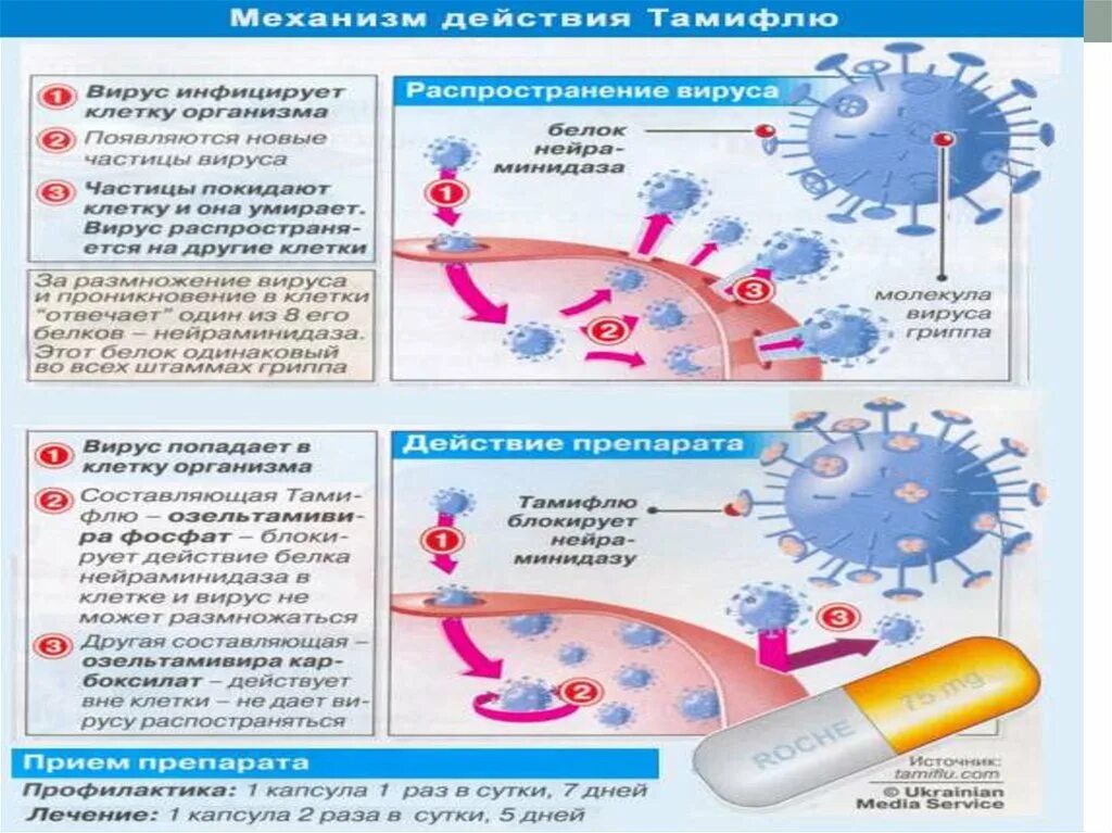 Патогенез вируса гриппа. Механизм развития гриппа. Патогенез ОРВИ. Распространение гриппа схема. Вирус гриппа орви