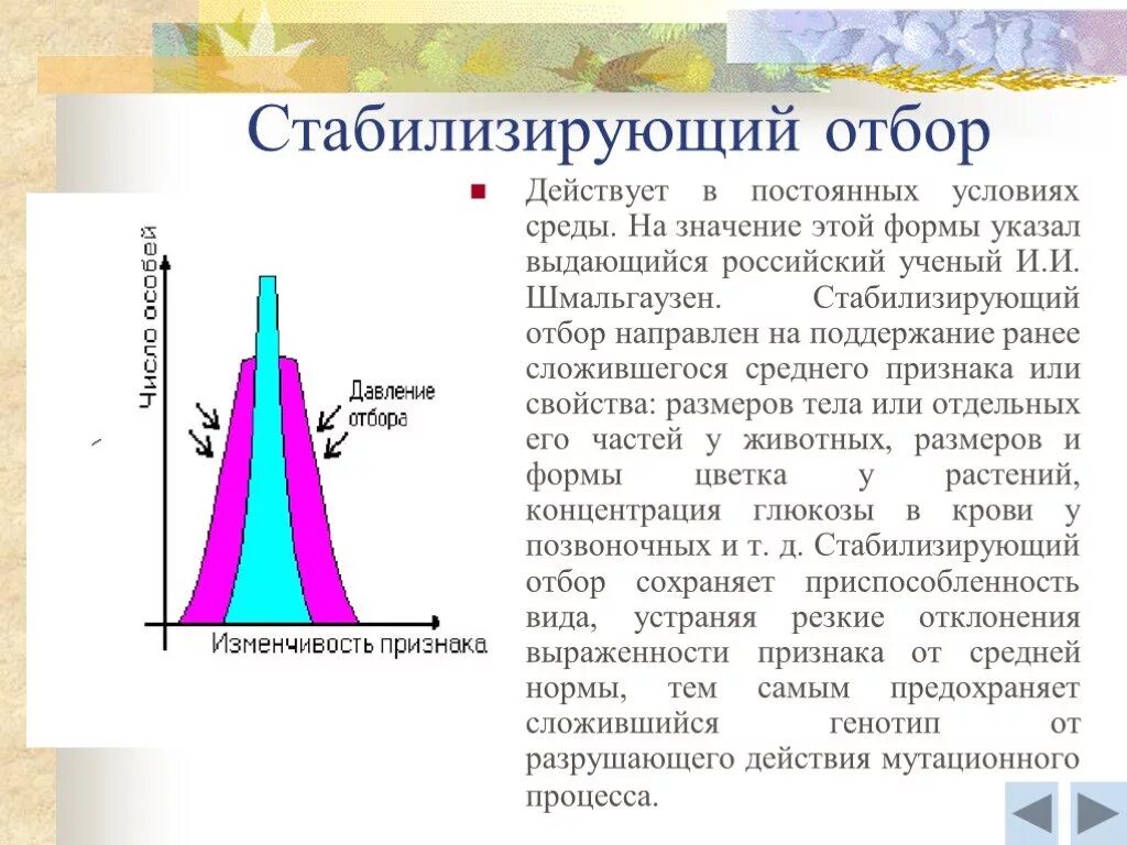 Стабилизирующий отбор. Стабилизирующая форма естественного отбора. Стабилизирующий отбор это в биологии. Формы естественного отбора стабилизирующий отбор. Условия среды изменяются какой отбор