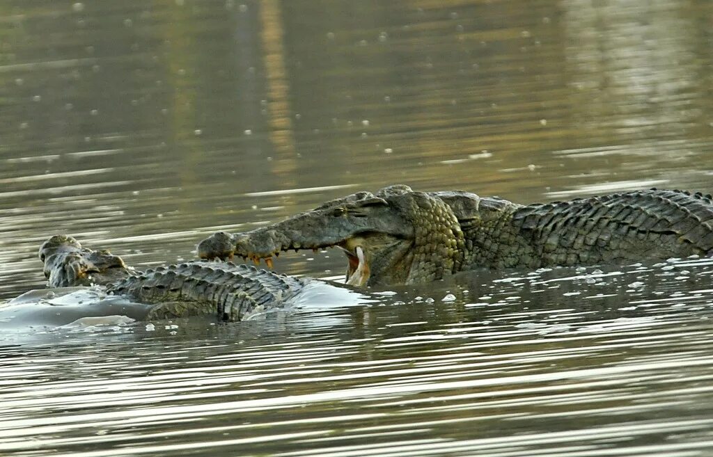 Схватки крокодилов