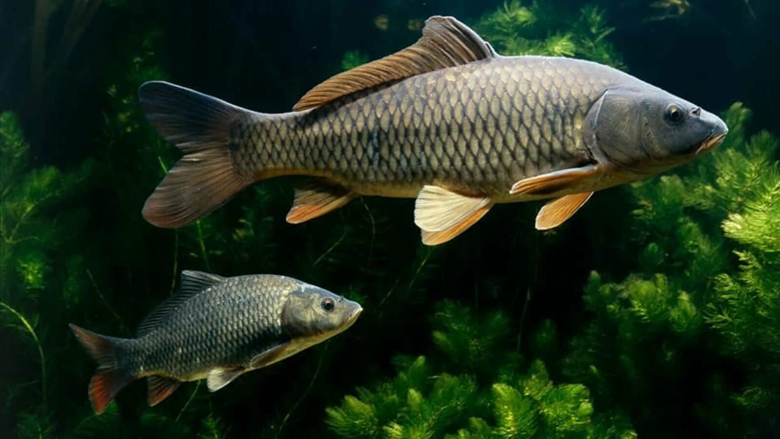 Сазан (Cyprinus Carpio). Сазан (= Карп обыкновенный) – Cyprinus Carpio. Карп обыкновенный – Cyprinus Carpio. Амурский сазан. Сазан виды рыбы