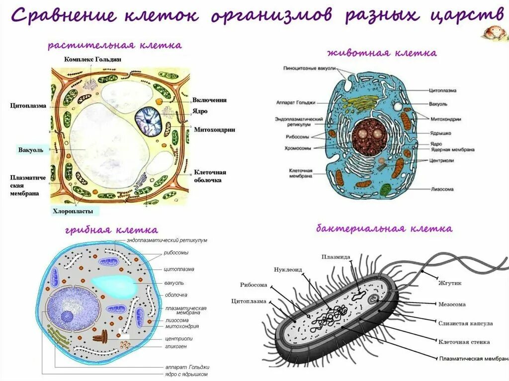 Вывод растительные и животные клетки. Строение клеток растений животных грибов и бактерий. Строение клетки растения животного гриба и бактерии. Структуры клетки грибов растений животных и бактерий. Строение растительной животной грибной и бактериальной клеток.