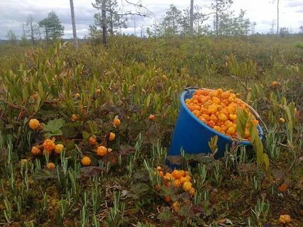Когда зреет морошка