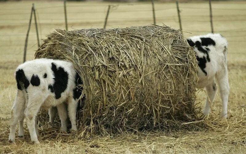 сельскохозяйственные животные. сено для коров. откорм крс. солома для коров. сено крс.