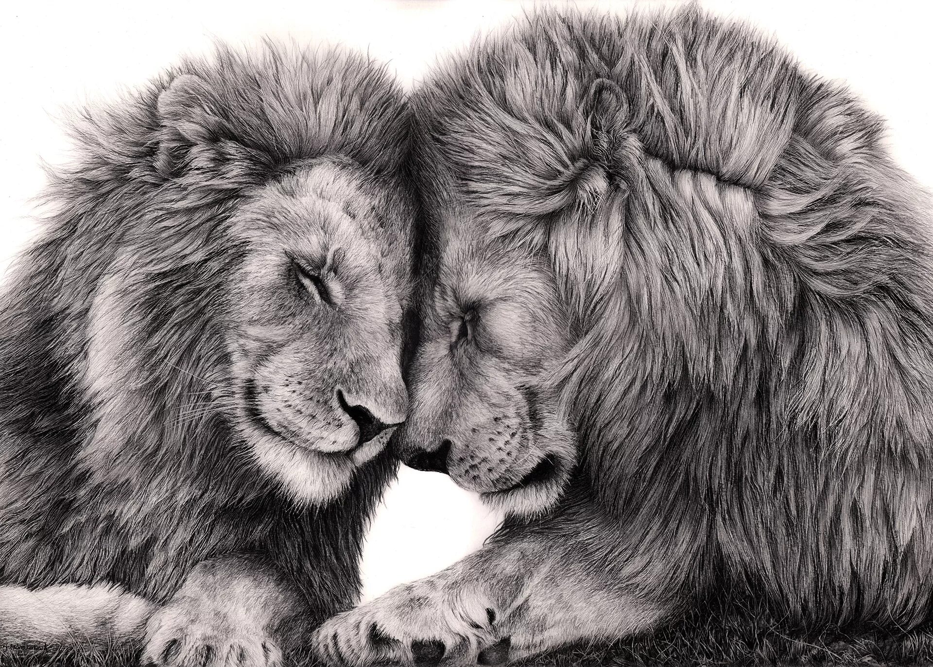 Loving lions