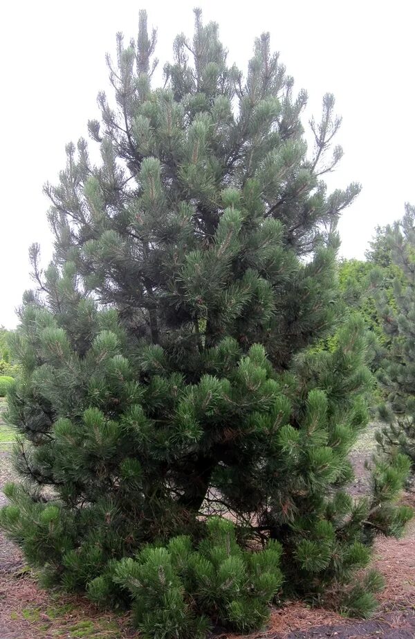 Pinus heldreichii