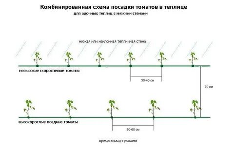 Схема посадки томатов в теплице