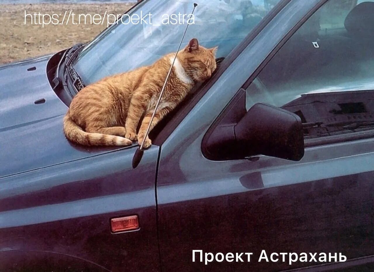 Включи котэ машина. Кот на капоте машины. Котик в машине. Рыжий кот на капоте. Рыжий кот в машине.