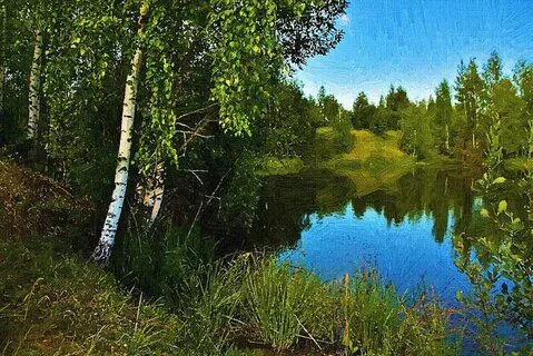 Березовая роща на берегу реки