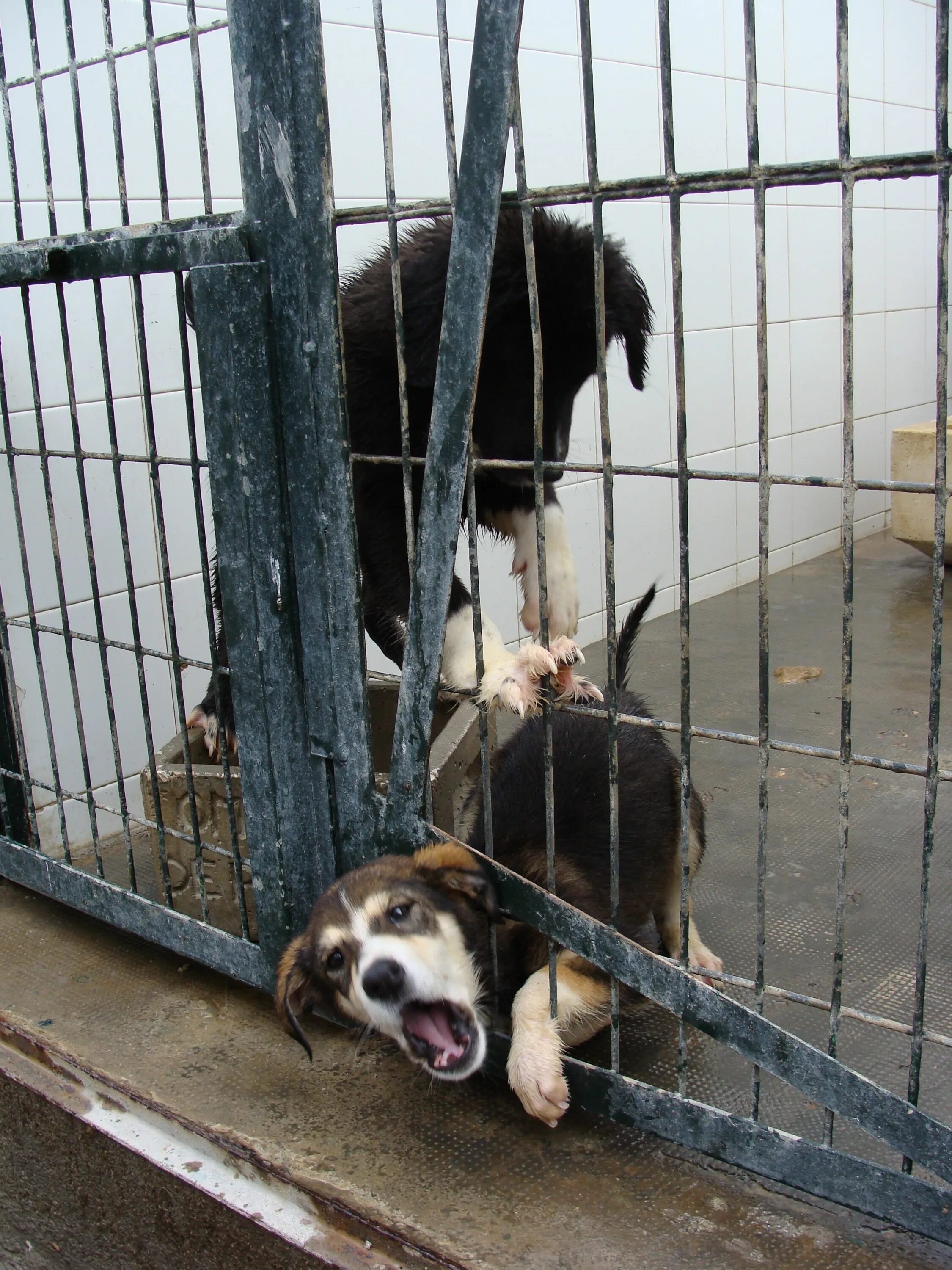 Приют для бездомных собак. Собачий приют. Мирсаново приют для собак. Приют для животных в арзамасе. Приюты для животных в казани.