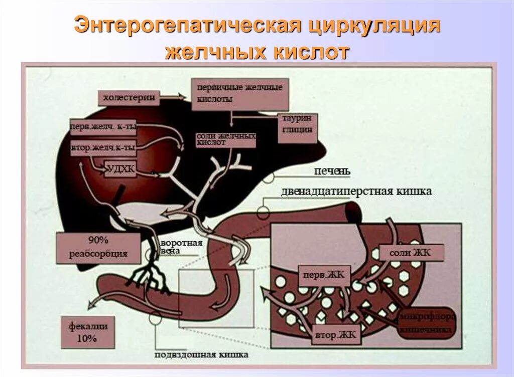 Схема циркуляции желчных кислот. Кишечно-печёночная циркуляция жёлчных кислот. Схема энтерогепатической циркуляции желчных кислот биохимия. Печёночно-кишечная циркуляция желчных кислот нарушения. Желчные кислоты печени