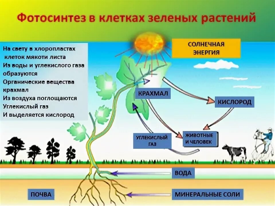 Фотосинтез зеленых растений. Фотосинтез в клетках растений. Солнечная энергия фотосинтез. Фотосинтез Минеральные вещества. Способны использовать энергию света