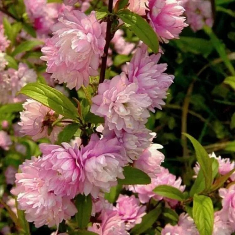 Cherry blossom купить. Сакура Розеа плена. Сакура железистая Розеа плена. Вишня железистая Розеа плена. Вишня железистая Сакура.