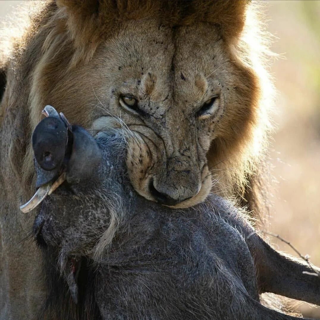 lion backgrounds for widescreen free Lion hunting, Big cats, Animals