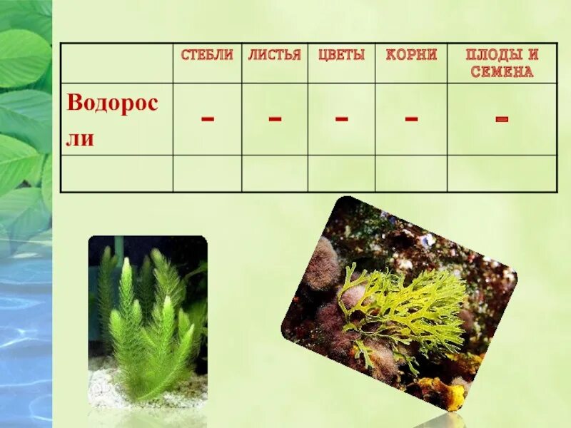 Плоды водорослей