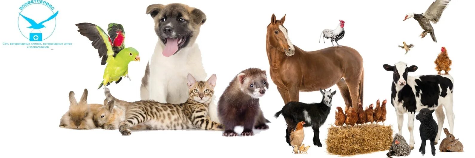 Много животных. Много животных. Чудо животные. Коллаж из животных. Животные из нескольких животных.