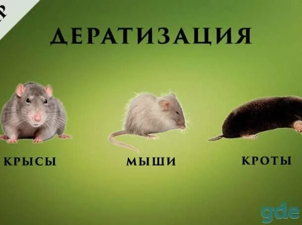 Как отличить мышь. Отличие мыши от крысы. Разница между крысой и мышью. Чем отличается мышь от крысы. Отличить мышь от крысенка.