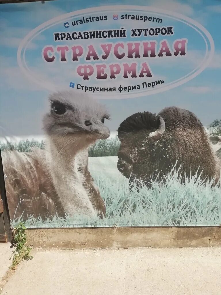 страусиная ферма красавинский хуторок пермь. страусиная ферма красавинский хуторок. страусиная ферма красавинский хуторок пермь. красавинский хуторок. страусиная ферма пермь заосиновка.