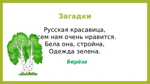 Загадка про березу