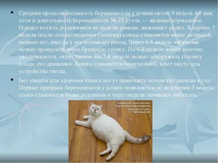 Могут ли коты забеременеть