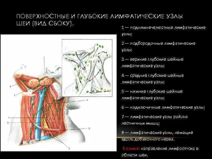 Глубокие латеральные лимфатические узлы шеи. Поднижнечелюстные лимфатические узлы. Поверхностные и глубокие околоушные лимфатические узлы. Поясничные лимфоузлы