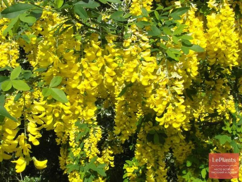 Бобовник описание кустарника. Ракитник бобовник. бобовник laburnum. бобовник анагиролистный. бобовник золотой.