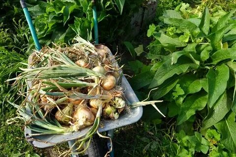 Можно ли хранить лук с картошкой