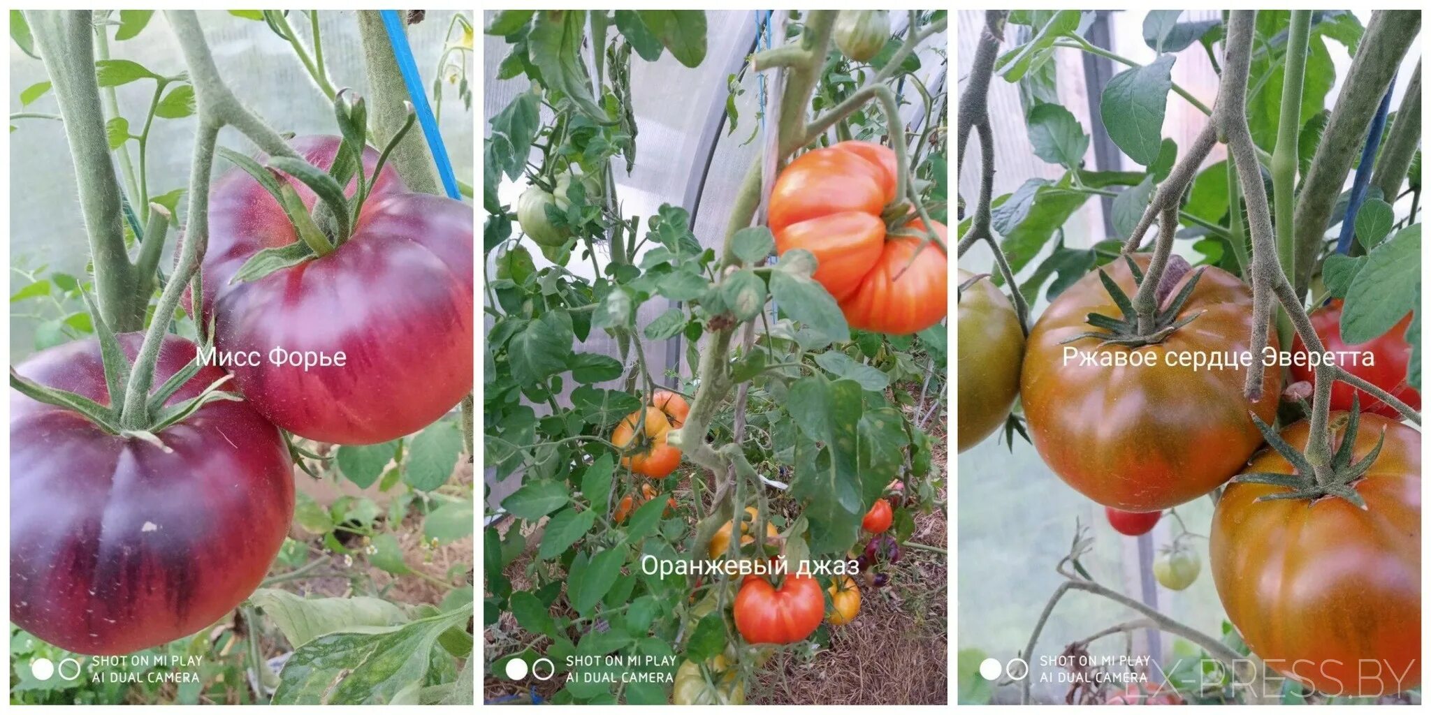 Томат мисс фурье. Томат мисс форье характеристика и отзывы. Томат мисс фурье. Сорт томата мисс форье. Томат мисс форье.