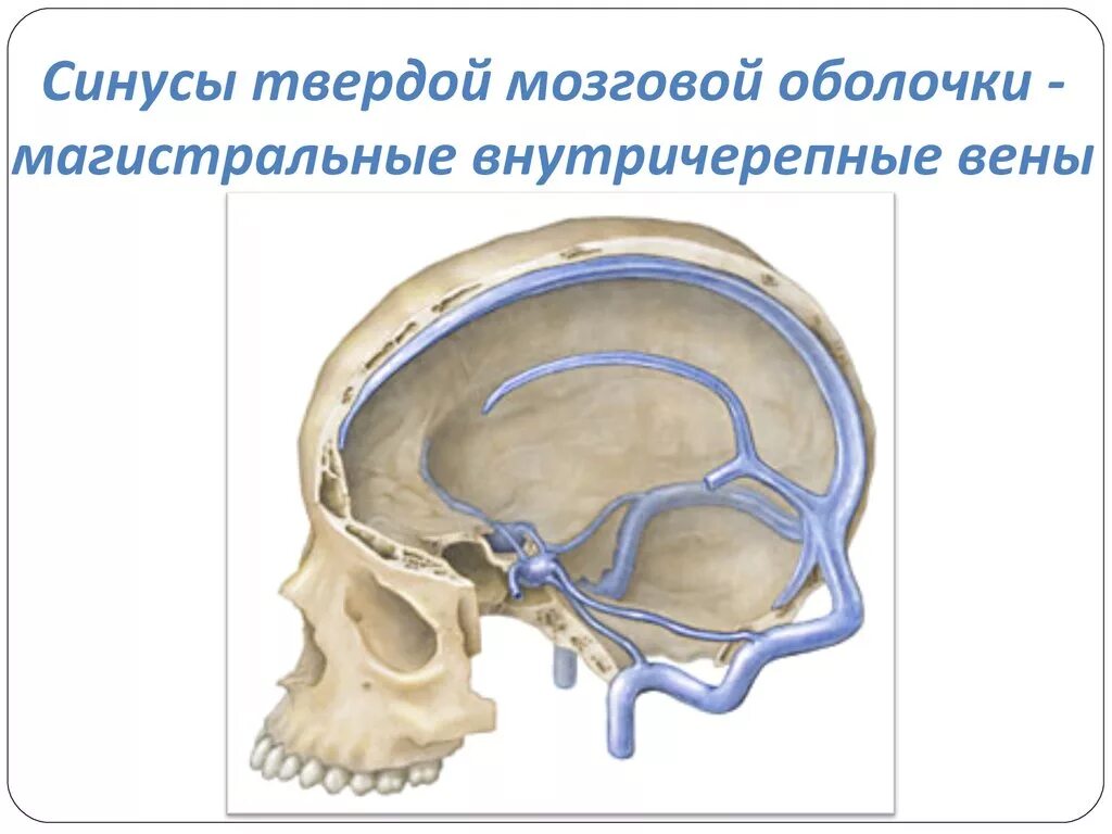 Синус оболочки мозга