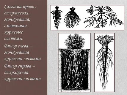 У каких деревьев какая корневая система