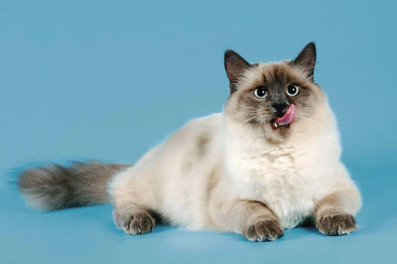 британка колор пойнт короткошёрстная. сиамская кошка сил-пойнт. окрас пойнт. колор-пойнт кошка короткошерстная. окрас пойнт.