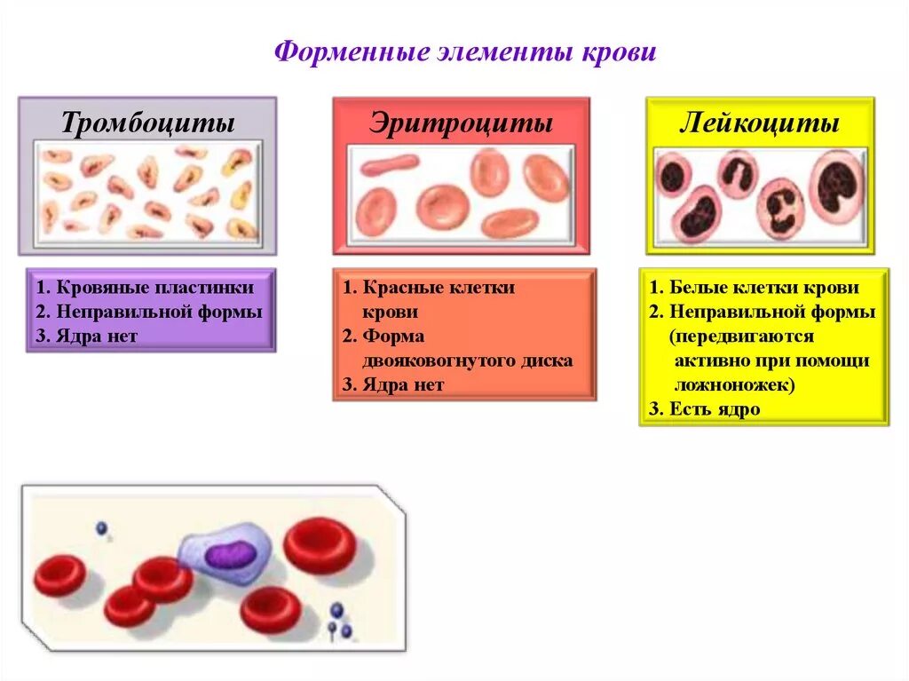 Элементы крови с ядрами