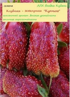 Семена клубники купчиха