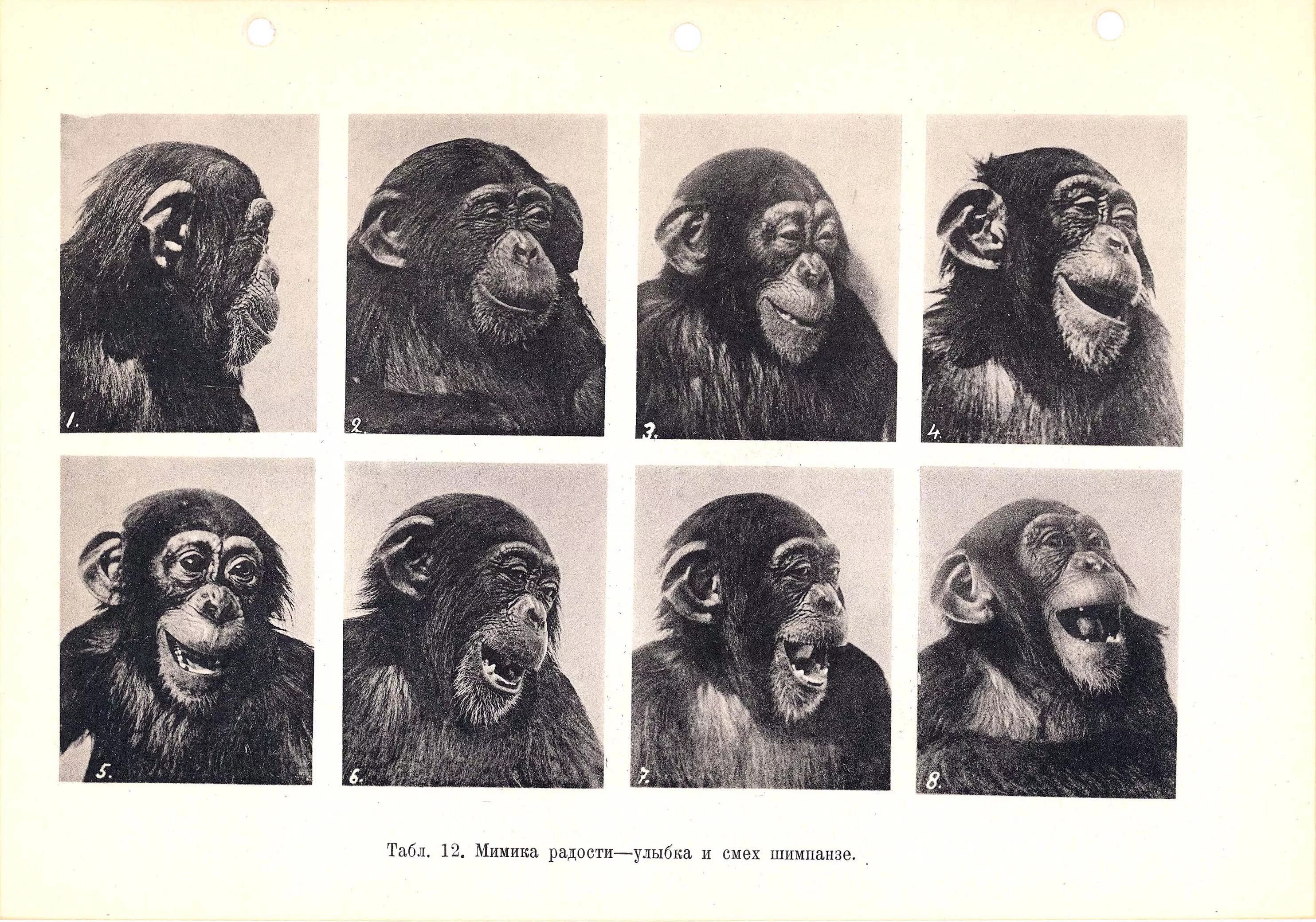 Эмоции приматов. Мимика приматов и человека. Эмоции обезьян. Эмоции обезьяны и человека.