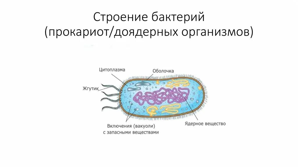 Строение бактерии. Строение прокариот. Внутреннее строение бактерии. Бактерии доядерные организмы. Бактерии доядерные организмы общая характеристика бактерий