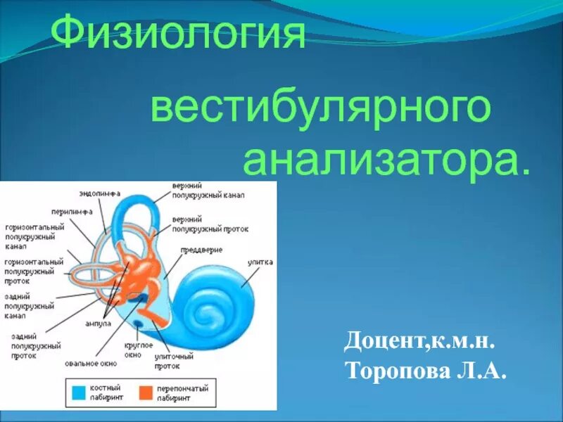 Как работает вестибулярный аппарат. Вестибулярный анализатор строение физиология. Вестибюлярныйанализатор физиология. Функции периферического отдела вестибулярного анализатора. Строение и функции вестибулярного аппарата физиология.