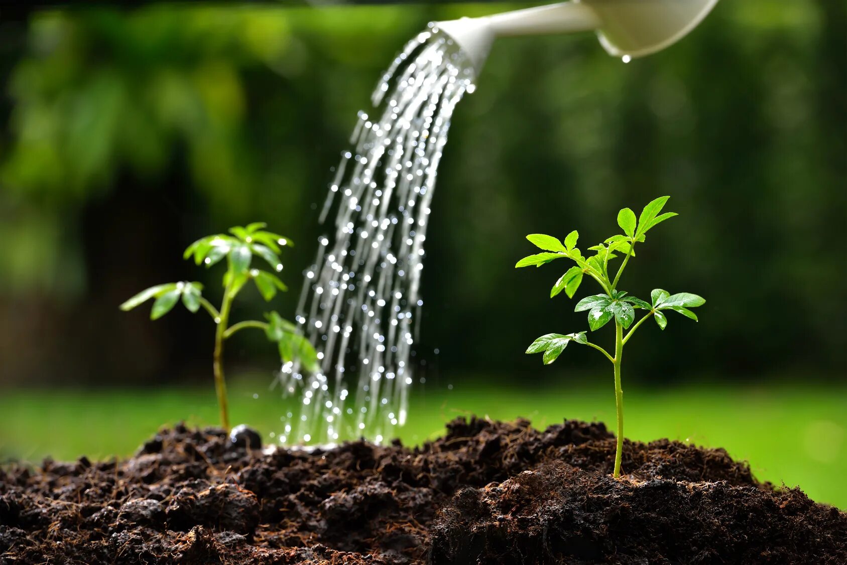 Полив растений. Вода и растения. Вода в жизни растений. Вода в почве. Вода в качестве удобрения