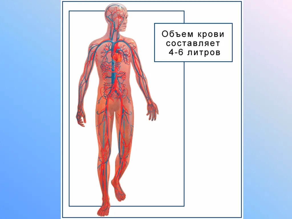 Сколько литров крови в человеке у мужчин. Сколько литров крови в человеке. Объем крови в человеке в литрах. Количество литров крови в организме человека.