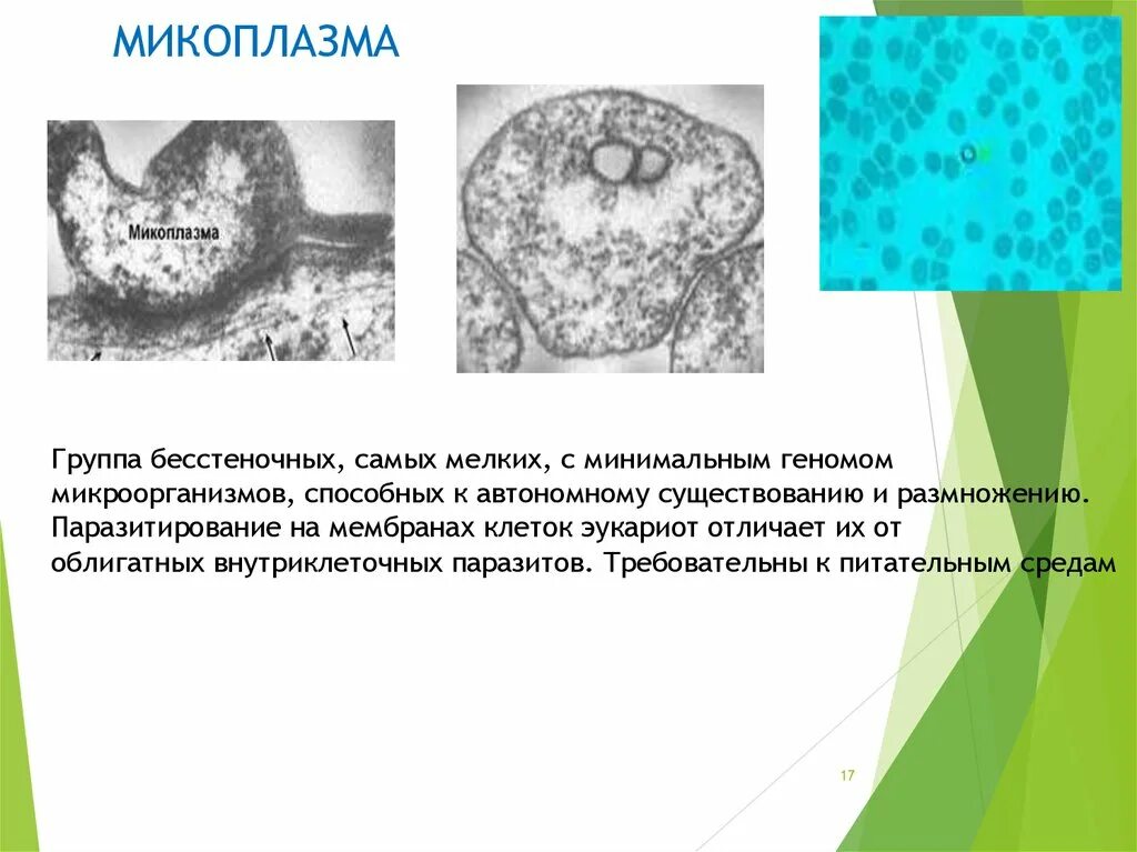 Микоплазма морфология микробиология. Микоплазмы внутриклеточные паразиты. Строение микоплазм. Клетка микоплазмы.