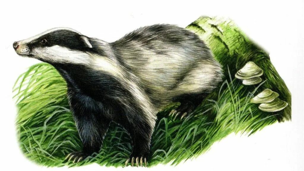 барсук в астраханской области. европейский барсук. барсук лягушка. барсук лягушка. европейский барсук.