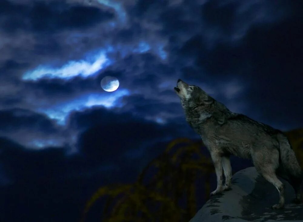 Волк выходит ночью. Волк в ночи. Волк воет на луну. Волк и Луна. Ночные волки.