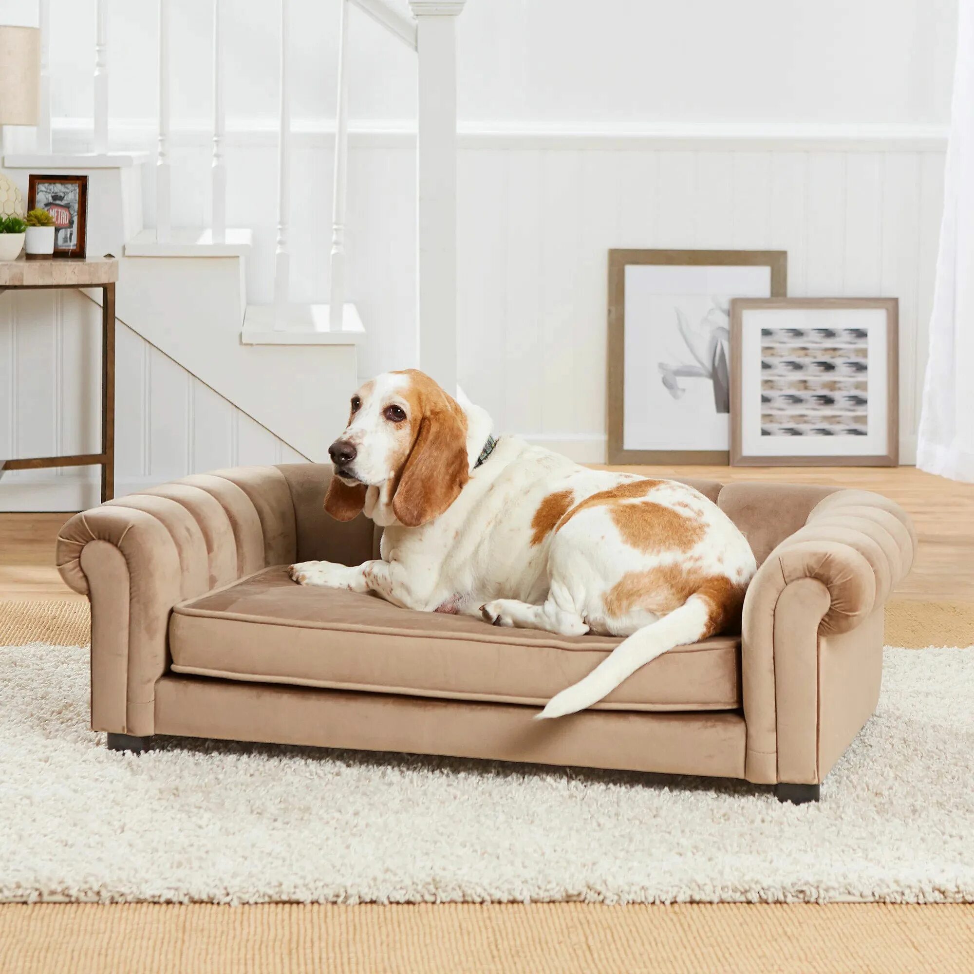 Enchant pets. Home Pets. Pets at Home. Dog at Sofa. Elegant Dog on a Sofa.
