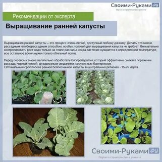 Выращивание капусты особенности