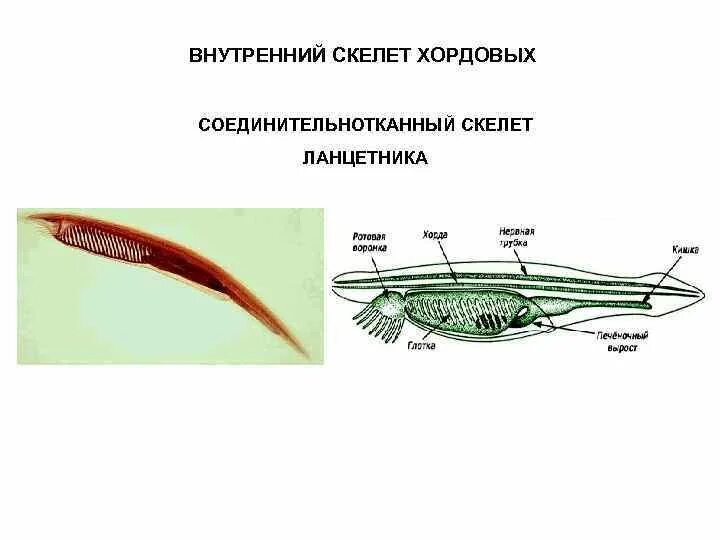 Строение скелета ланцетника. Нервная система ланцетника. Нервная система ланцетника кратко. Трубчатая нервная система ланцетника.