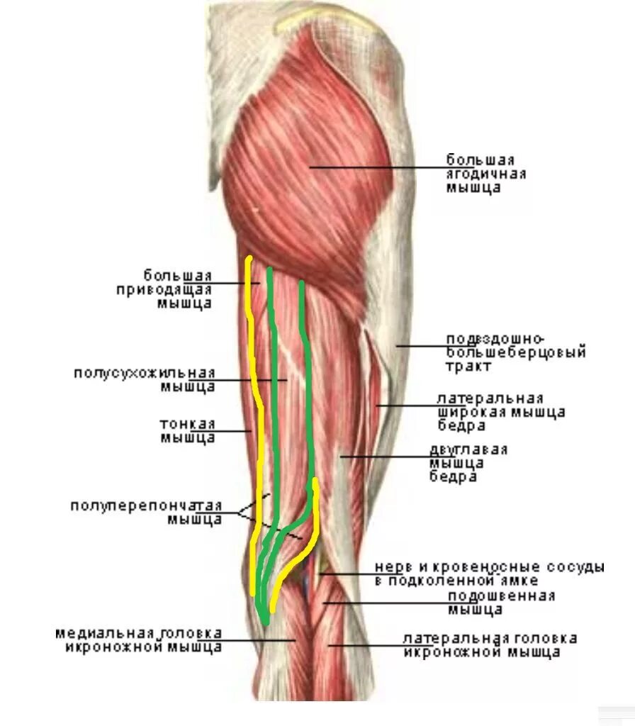 Мышцы в ляшках. Мышцы бедра задняя группа. Мышцы задней поверхности бедра анатомия. Задние мышцы бедра поверхностные.
