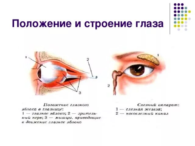 Глаз глазное яблоко вспомогательный аппарат. Строение глаза в глазнице человека анатомия. Вспомогательный аппарат глазного яблока. Строение глаза глазное яблоко глазница. Расположение глазного яблока в глазнице черепа.